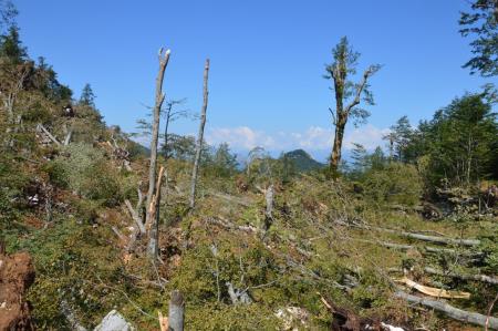 Močno poškodovana okolica gorksega javorja, najdebelejšega drevesa v Trnovskem gozdu